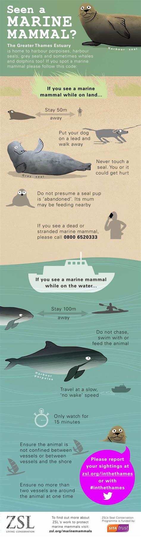 Infographic Marine Mammal Code Of Conduct Marine Biology Marine