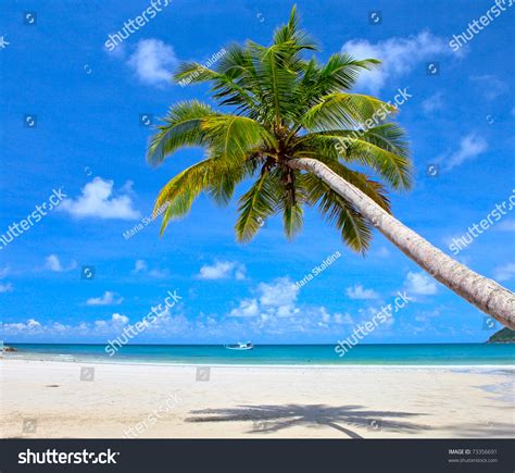Dream Scene Beautiful Palm Tree Over White Sand Beach Summer Nature