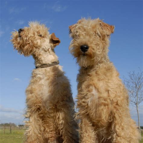 The breed is likely related to several terrier breeds. Lakeland Terrier Puppies for Sale