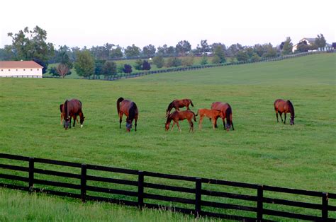 Horse Farm Tours Inc Kentucky Tourism State Of