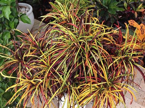 Different types & varieties of croton plant with pictures, care, planting, watering, fertilizing, why do the leaves fall off, common problems & pests. ZANZIBAR - Palmpedia - Palm Grower's Guide