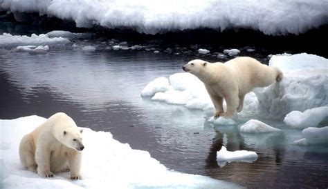 Osos Polares Comercio De Piel Y Partes Amenazan Con Su Supervivencia