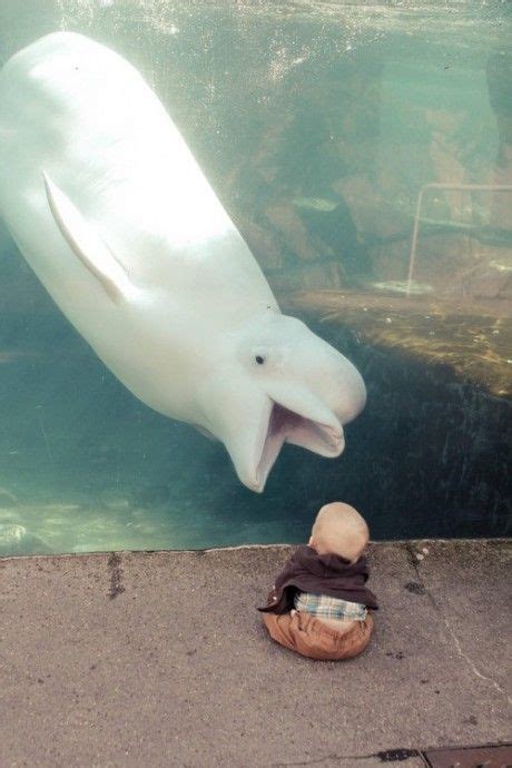 A Beluga Whale Trying To Eat A Baby Cute Animals Funny Animals