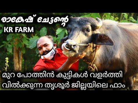 Manorama news 532.005 views4 year ago. Kr murrah buffalo farm thrissur kerala |kr മുറ പോത്ത് ഫാം ...