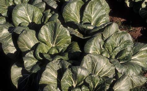 Chinese Cabbage Diseases And Pests Description Uses Propagation