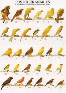 Types Of Canary Birds Canary Pinterest Birds Product Poster And