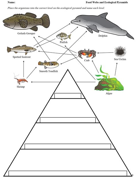 Food Chain Diagram Food Chain Worksheet Ecological Pyramid Primary My