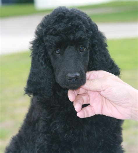 The standard poodle is sensitive, intelligent, lively, playful, proud, and elegant. What does a poodle look like? - Quora