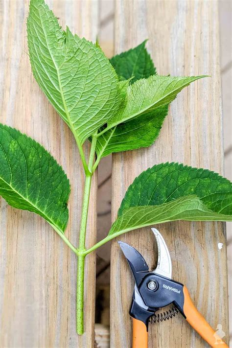 How To Propagate Hydrangea Cuttings Step 1 Propagation Cuttings