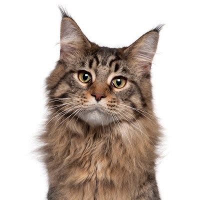 ✓ get a quote today! Cat Insurance Plans | ASPCA® Pet Health Insurance