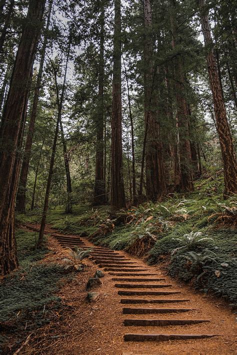 Forest Trees Stairs Climb Nature Hd Phone Wallpaper Peakpx