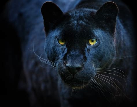 14 Fun Facts About Black Panthers Science Smithsonian Magazine
