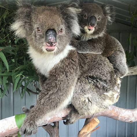 Adelaide And Hills Koala Rescue On Instagram ⬅️ Swipe ️🐨🐨 This Gorgeous