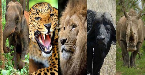 What Are The Big 5 Animals Of Africa Safari Avventura