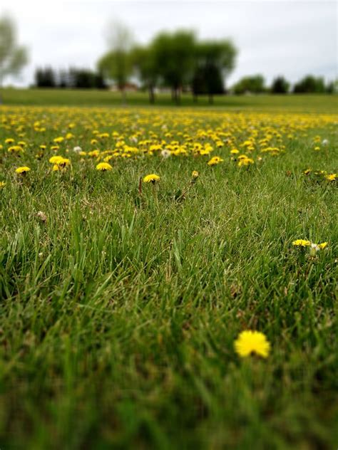 A Patch Of Grass In A Sea Of Dandelions Charvey Flickr
