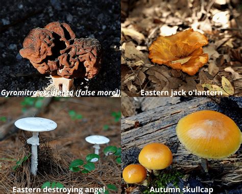 The 5 Most Common Edible Mushrooms In Michigan Foragingguru