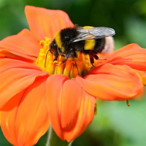 Bumble Bees Are These Stinging Insects Endangered