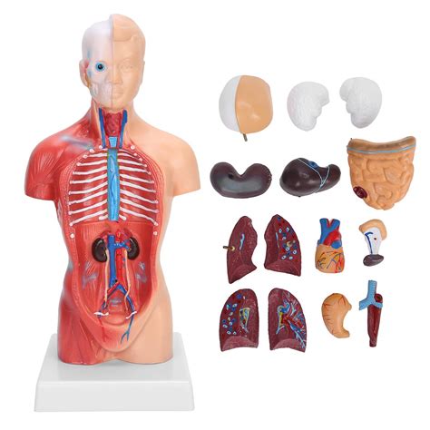 Buy Human Torso Model Pvc Detachable Accurate Anatomy Human Torso