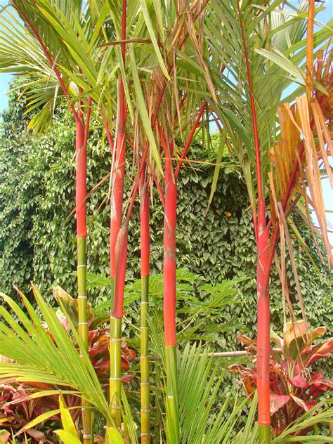 Polynesian Produce Stand ~lipstick Palm~ Cyrtostachys Renda Red Sealing Wax Palm Tree Potted
