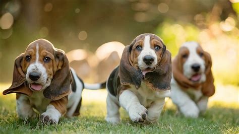 Basset Hound Puppies The Ultimate Guide For New Dog Owners The Dog