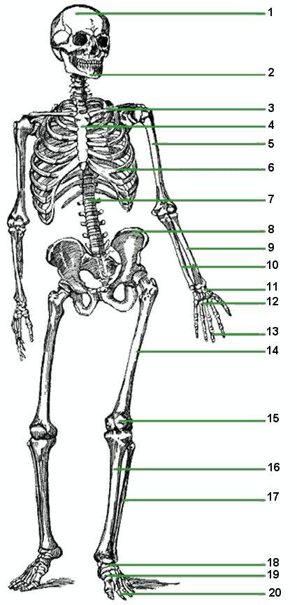 Skeletal system : Chapter 5 | anatomy & physiology | Pinterest