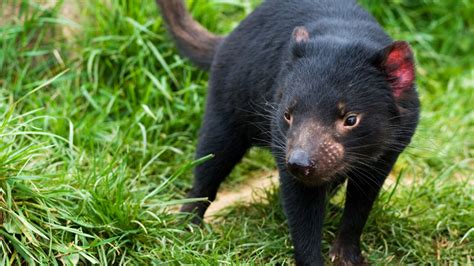 The tasmanian devil is found on the island of tasmania in australia — an area of about 35,042 square miles (90,758 square kilometers). Australia's Science Channel | Tasmanian devil cancer ...