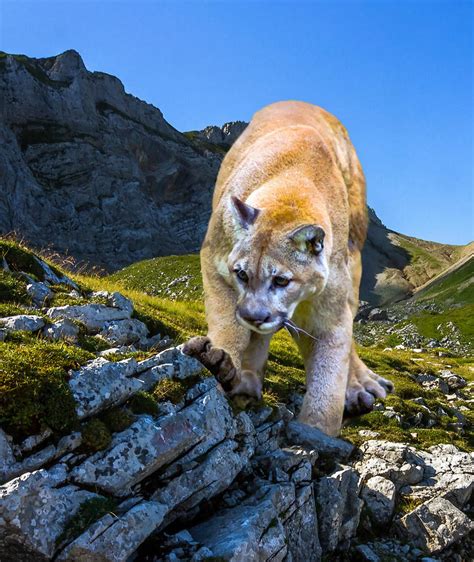 Mountain Lion Stalking Prey Mixed Media By Sandi Oreilly Fine Art America