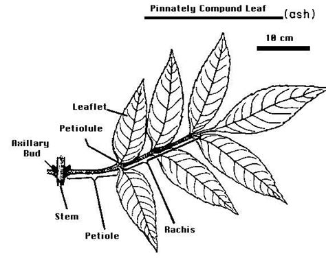 ‎labeled Drawing Of A Pinnately Compound Leaf Uwdc Uw Madison Libraries