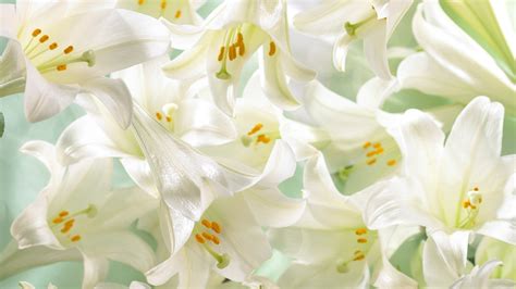 Hd Lily Wallpaper White Flower Wallpaper Lily Wallpaper Flower