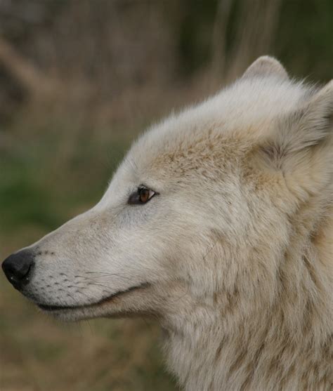 Le Loup Arctique Parc Animalier Les Loups Du Gévaudan