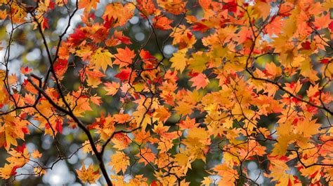 Download Wallpaper 3840x2160 Maple Leaves Tree Branches