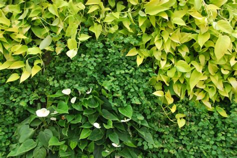 Expertise In Green Wall Plants Sempergreenwall