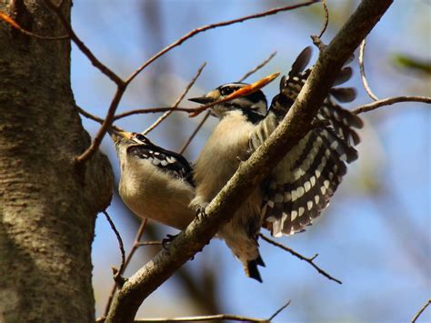 Male and female red headed woodpecker at nest hole www.hoganphoto.com. Virginia Life: Our Downy Woodpeckers Were Busy