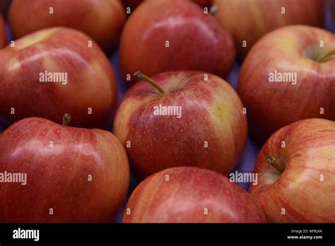 Red Gala Apples Stock Photo Alamy