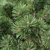 PlantFiles Pictures Mugo Pine Mugho Pine Swiss Mountain Pine