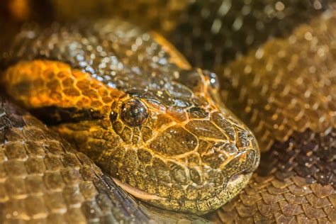Green Burmese Python Stock Photo Download Image Now Aggression