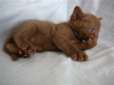 Britse Korthaar Cinnamon ️ Cute Cats British Shorthair Cats Cute