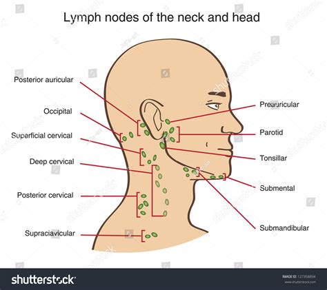Read about swollen lymph glands (nodes) in the neck, groin, and other locations. Lymph Nodes Neck Head Stock Vector 127358894 - Shutterstock