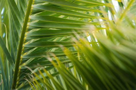Palms To Passion Creative Christian Perspectives Blog