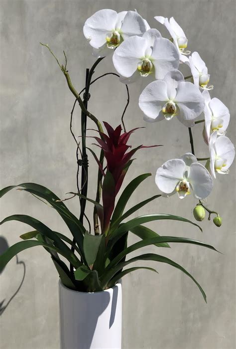 Peaceful Orchid In Los Angeles Ca Brendas Flowers