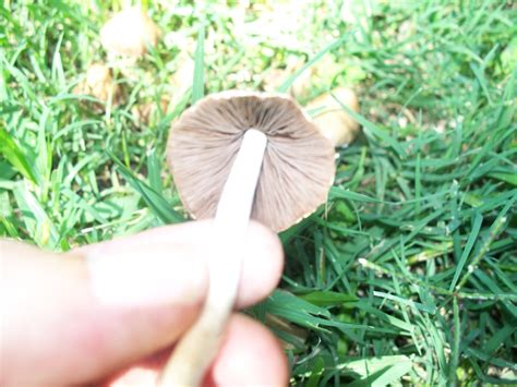Texas Mushroom Identification Mushroom Hunting And Identification