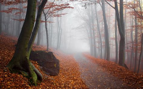 Wallpaper Sunlight Trees Landscape Forest Fall Leaves Nature