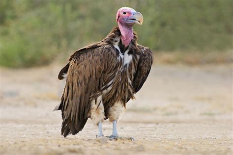 Different Types Of Vultures The Fascinating Avian Species