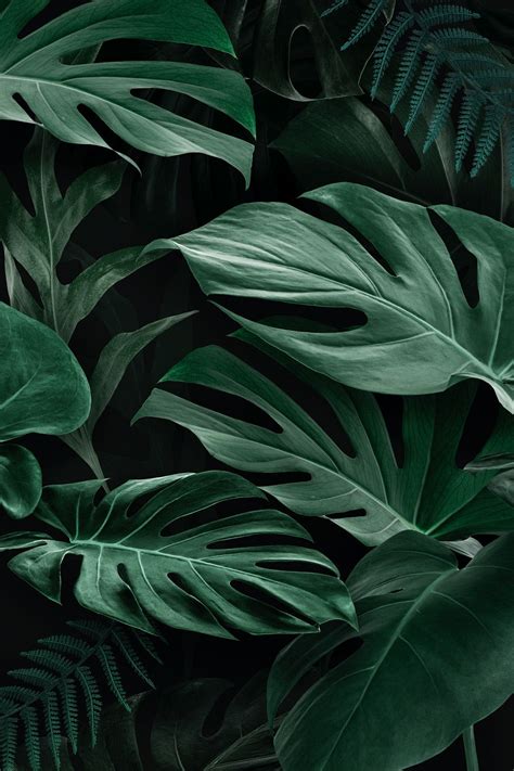 Fresh Natural Green Monstera Deliciosa Leaves Premium Image By