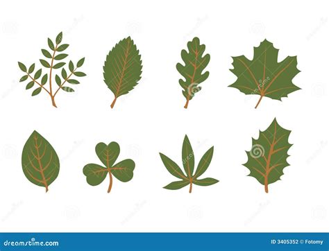 Set Of Vector Leaf Shapes Stock Vector Illustration Of Diversity 3405352