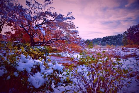 Snow Covers The Ground And Shrubs In Front Of Trees With Red Leaves On