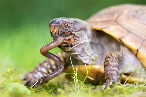 The Three Toed Box Turtle Missouri Department Of Conservation