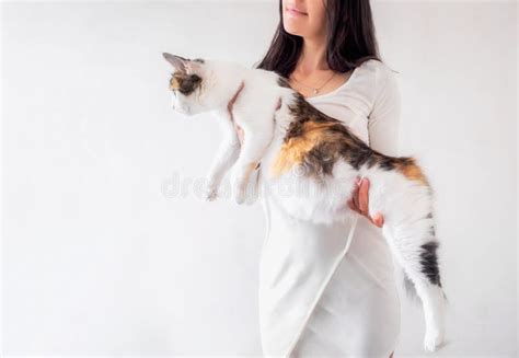 Cat Pregnancy Pregnant Calico Cat With Big Belly Laying On Female