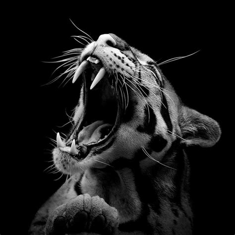Another unique black and whit. Black and White Animal Portraits by Lukas Holas - Traveleering