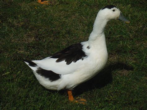 Ducks are friendly and adaptable creatures, meaning that. Raising Ducks: Duck Breeds